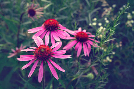Bright flowers of echinacea on a green background close-up.