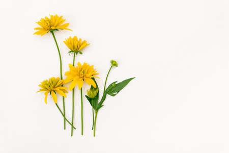 A bouquet of yellow flowers on a white background with a place for design.の写真素材