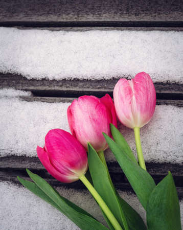 pink tulips on wooden background with snow with copy space for designの写真素材