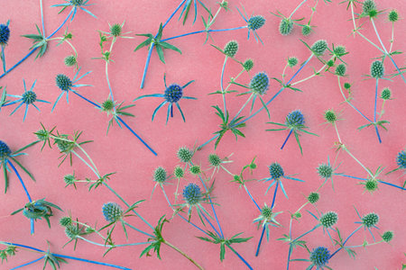 Background from prickly blue wildflowers on pink paper.