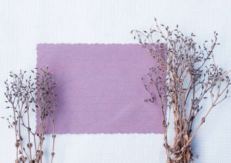 card with field dry plants with copy space for designの写真素材