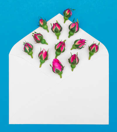 Rose buds in a white envelope on a blue background. Postcard.の写真素材