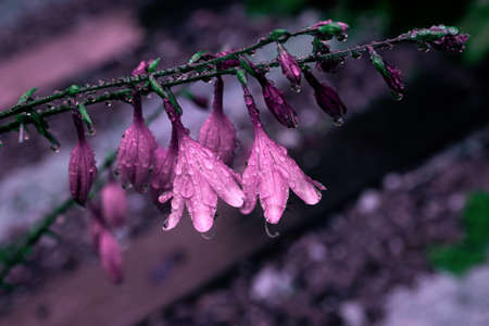 Delicate bright bells with large dew drops close-upの写真素材