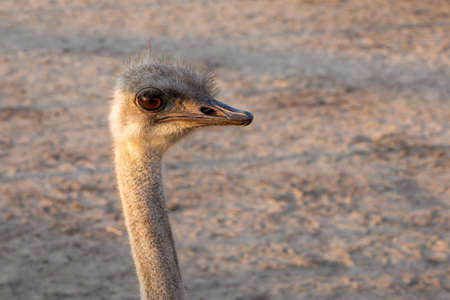 Ostrich on an ostrich farm. Head and neck close-up.