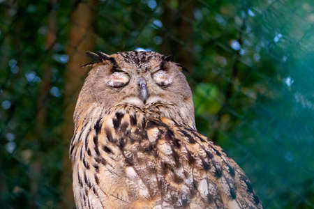 Big beautiful owl on a branch close-upの写真素材