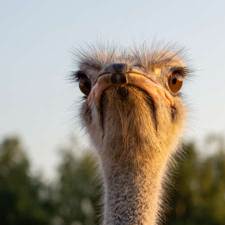 Ostrich on an ostrich farm. Head and neck close-up.の写真素材