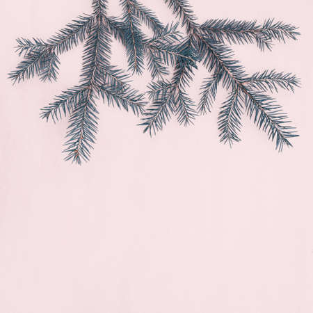 Spruce twigs with short needles with copy space