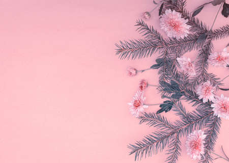 Bouquet of spruce sprigs and chrysanthemum flowers on pink background with copy spaceの写真素材
