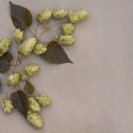 hop sprig with cones on pastel background with copy spaceの写真素材