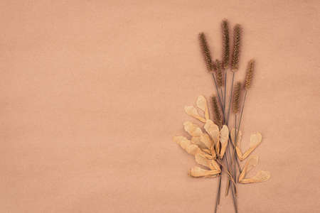 Bouquet of dry field plants on pastel background with copy space