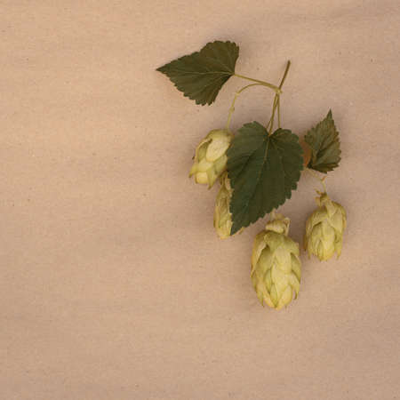 hop sprig with cones on pastel background with copy space