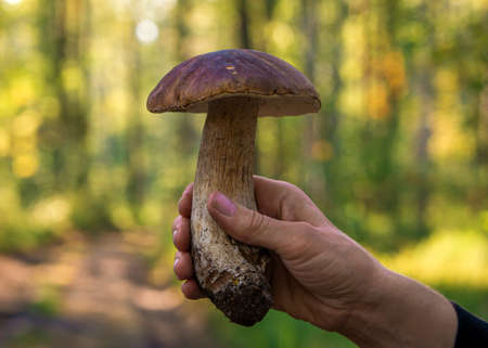 edible porcini mushroom in human hand on forest backgroundの写真素材