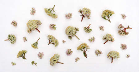 Delicate floral background from field plants on white paperの写真素材