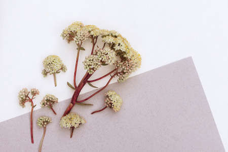 Greeting card with a bouquet of wildflowers with copy spaceの写真素材