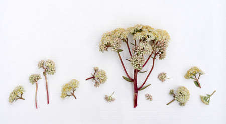 Greeting card with a bouquet of wildflowers with copy space