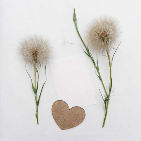 Flower arrangement of large fluffy dandelions with copy space for design.の写真素材
