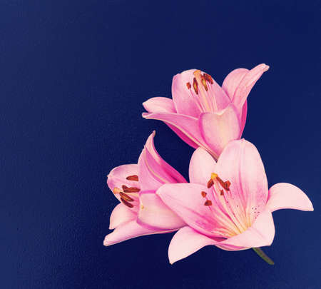card with a bouquet of pink lilies with copy space for designの写真素材
