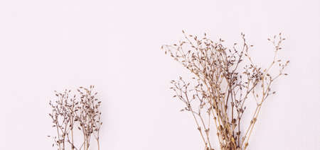 card with field dry plants with copy space for designの写真素材