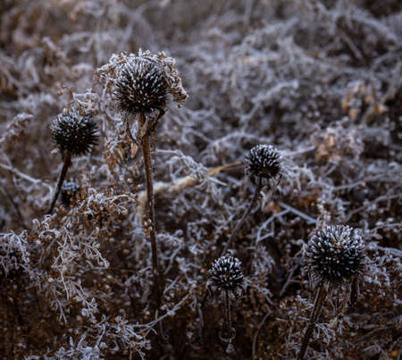 Dried field plants covered with frost in early morning.の写真素材