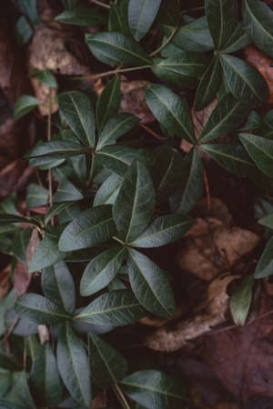 Dark background or texture of climbing plants with dense shiny leavesの写真素材