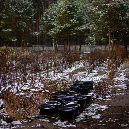 Young tree seedlings without leaves in a nursery in winterの写真素材
