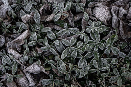 Vines with green leaves covered with white frost.の写真素材