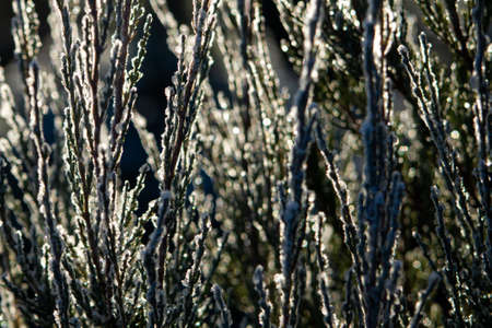 Thuja coniferous branch in the snow illuminated by the sun