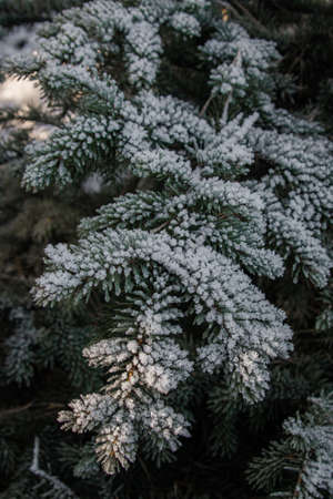 Evergreen spruce covered with snow in winterの写真素材