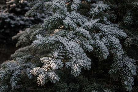 Evergreen spruce covered with snow in winterの写真素材