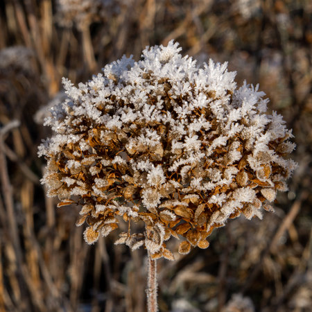 Dried snow-covered brown hydrangea flowers in the garden in winterの写真素材