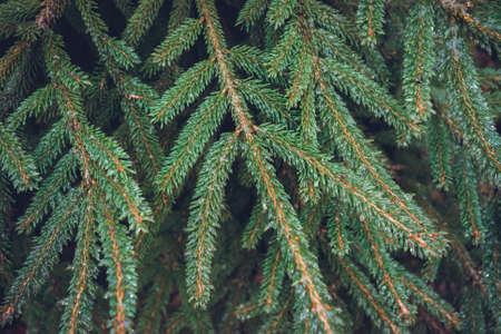 Frozen coniferous branches were eaten in winter.の写真素材