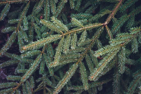 Frozen coniferous branches were eaten in winter.の写真素材