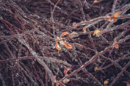 Frozen branches of shrubs without leaves in winter.の写真素材
