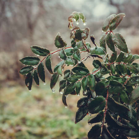 Frozen bush branches with evergreen leaves in winter.の写真素材