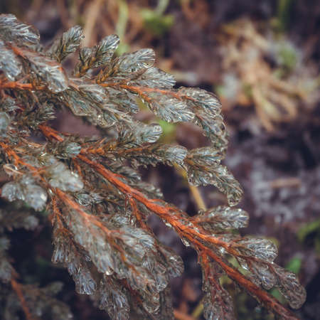 Frozen coniferous branches of a juniper in winter.