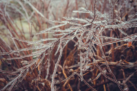 Frozen branches of shrubs without leaves in winter.の写真素材