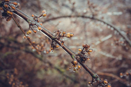 Frozen branches of shrubs without leaves in winter.の写真素材