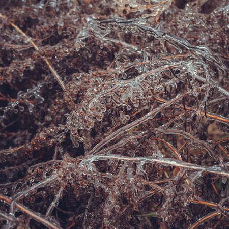Frozen branches of shrubs without leaves in winter.の写真素材