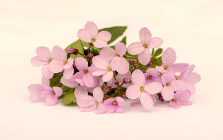 Cute delicate bouquet of pink spring flowers with copy space for design. flower composition.の写真素材