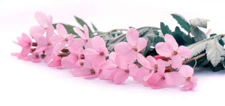 Cute delicate bouquet of pink spring flowers with copy space for design. flower composition.