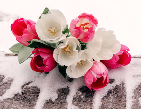 Lovely delicate bouquet of tulips in the snow. flower composition.の写真素材