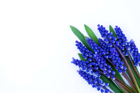 Cute delicate bouquet of blue spring flowers with copy space for design. flower composition.の写真素材