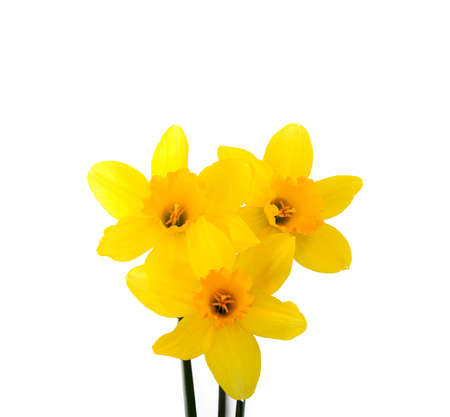 Cute bright yellow daffodils isolated on white background.の写真素材