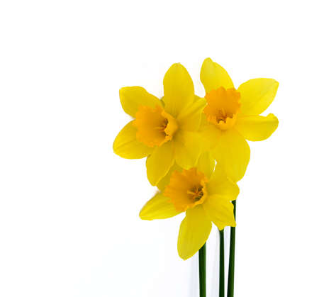 Cute bright yellow daffodils isolated on white background.の写真素材