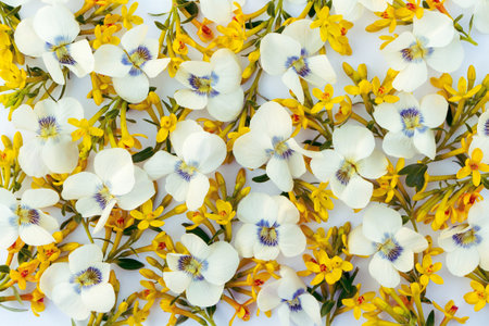 Delicate cute spring floral background of white and yellow flowers.の写真素材