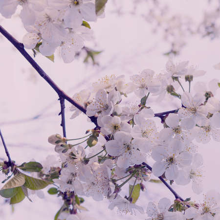 Delicate cute spring sakura flowers close up. Branches of cherry blossoms.の写真素材