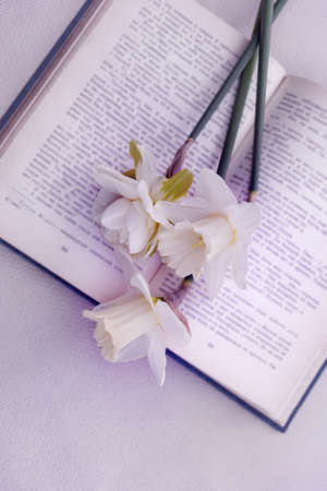 Delicate romantic bouquet of daffodils in an open book.の写真素材