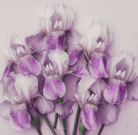 Greeting card with a beautiful bouquet of purple irisesの写真素材