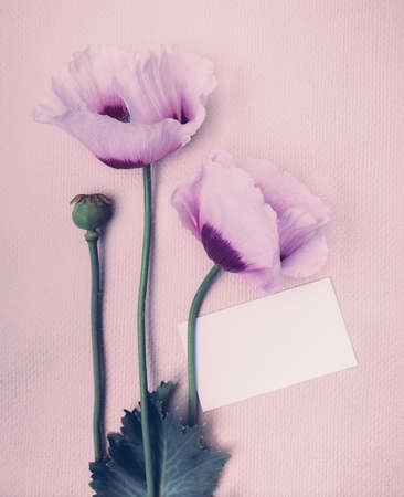 Minimalistic cute postcard with a bouquet of summer poppies.の写真素材