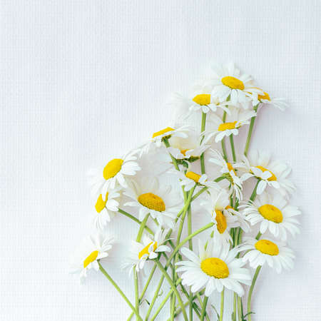 Bouquet of delicate white daisies isolated on white background.